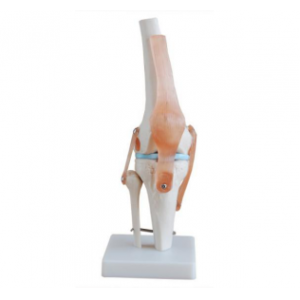 Vivid Life-size Artificial Knee Joint Model